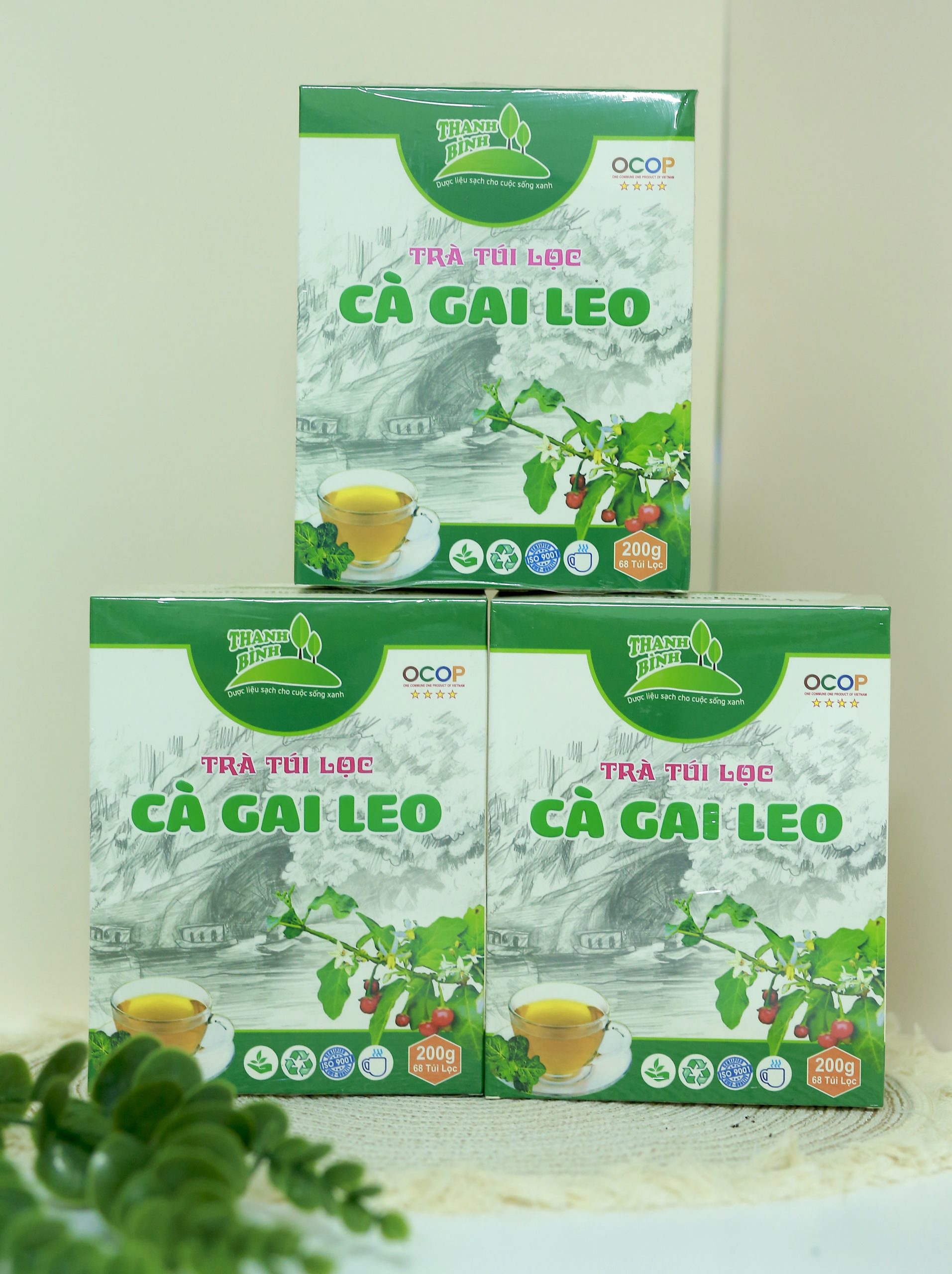 Trà Túi Lọc Cà Gai Leo